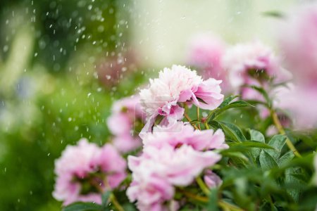 Téléchargez les photos : Belles fleurs de pivoine rose fleurissant dans le jardin le soir d'été. Beauté dans la nature. - en image libre de droit