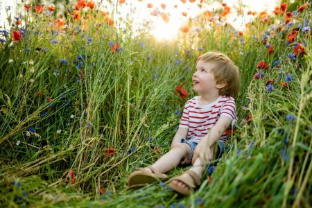 Photo for Cute little boy admiring poppy and knapweed flowers in blossoming poppy field on sunny summer day. Beautiful summer scenery near Vilnius, Lithuania. - Royalty Free Image