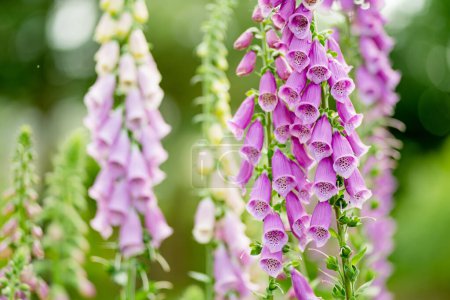 Beautiful purple foxglove flowers blossoming in the garden on sunny summer day. Digitalis purpurea blooming on a flower bed. Beauty in nature.