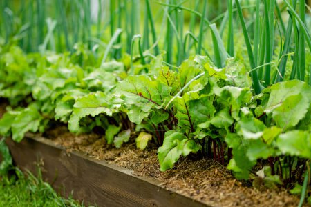 Photo for Young fresh beet leaves and green scallions. Beetroot plants and onions growing in a row in the garden. Growing own herbs and vegetables in a homestead. Gardening and lifestyle of self-sufficiency. - Royalty Free Image