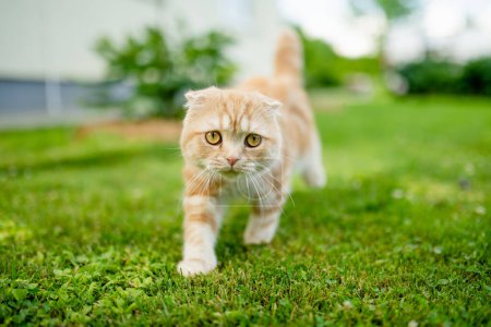 Téléchargez les photos : Jeune chat écossais rouge ludique se détendre dans la cour arrière. Superbe chat pêche rayé aux yeux jaunes s'amusant à l'extérieur dans un jardin ou une arrière-cour. Animaux de compagnie famille à la maison. - en image libre de droit