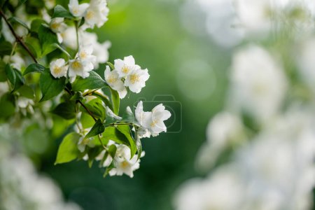 Arbusto de jazmín floreciente en el día de verano. Flores de jazmín en flor en el jardín de primavera. Belleza en la naturaleza.