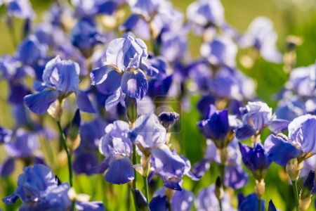 Téléchargez les photos : Fleurs d'iris colorées fleurissant sur un lit de fleurs dans le parc lors d'une soirée d'été ensoleillée. Beauté dans la nature. - en image libre de droit