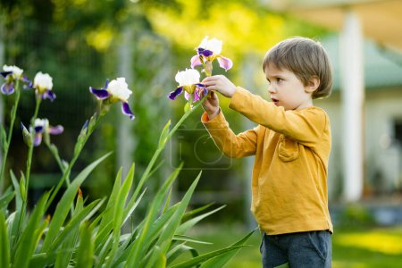 Foto de Lindo niño pequeño admirando coloridas flores de iris floreciendo en un macizo de flores en el parque en la soleada noche de verano. Belleza en la naturaleza. - Imagen libre de derechos