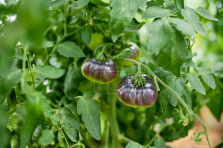 Téléchargez les photos : Mûrissement de tomates fraîches biologiques sur un buisson. Cultiver ses propres fruits et légumes dans une ferme. Jardinage et mode de vie d'autosuffisance. - en image libre de droit