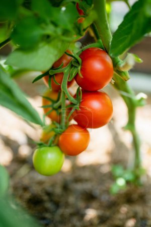 Foto de La maduración de plantas de tomates frescos orgánicos en un arbusto. Cultivar frutas y verduras propias en una granja. Jardinería y estilo de vida de autosuficiencia. - Imagen libre de derechos