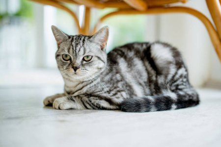 Photo for British shorthair silver tabby cat in a living room. Adult domestic cat spending time indoors at home. Family pet at home. - Royalty Free Image