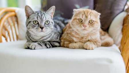 Red Scottish fold and British shorthair silver tabby cats having rest on a sofa in a living room. Adult domestic cats spending time indoors at home. Family pets at home.