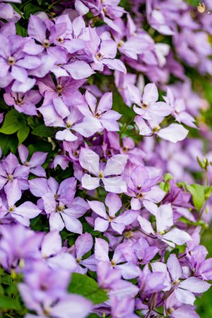 Photo for Flowering purple clematis in the garden. Flowers blossoming in summer. Beauty in nature. - Royalty Free Image