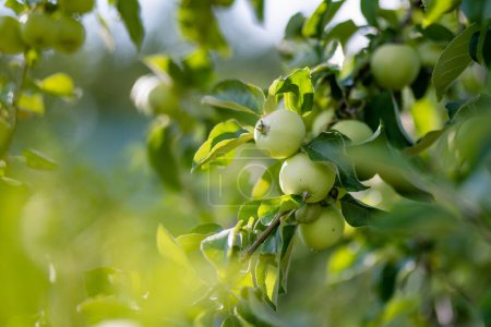 Téléchargez les photos : Mûrissement des pommes sur la branche de pommier par une chaude journée d'été. Récolte de fruits mûrs dans un verger de pommiers. Cultiver ses propres fruits et légumes dans une ferme. Jardinage et mode de vie d'autosuffisance. - en image libre de droit