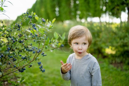 Photo for Cute little boy picking fresh berries on organic blueberry farm on warm and sunny summer day. Fresh healthy organic food for small kids. Family activities in summer. - Royalty Free Image