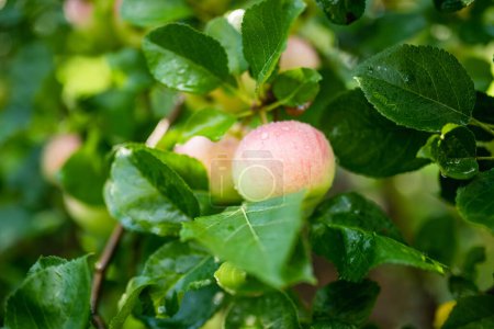 Téléchargez les photos : Mûrissement des pommes sur la branche de pommier par une chaude journée d'été. Récolte de fruits mûrs dans un verger de pommiers. Cultiver ses propres fruits et légumes dans une ferme. Jardinage et mode de vie d'autosuffisance. - en image libre de droit