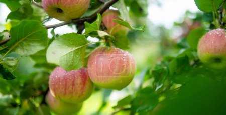 Foto de Maduración de manzanas en la rama del manzano en el cálido día de verano. Cosechando frutas maduras en un huerto de manzanas. Cultivar frutas y verduras propias en una granja. Jardinería y estilo de vida de autosuficiencia. - Imagen libre de derechos