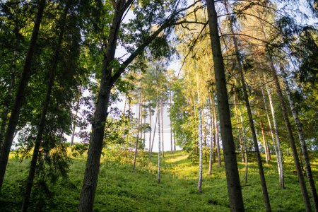 Stirniai mound surrounded with green trees, located in Neris Regional Park near Vilnius, on sunny summer day. Landmarks and destination scenics of Lithuania.