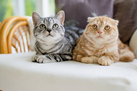 Rote Scottish Fold und Britisch Kurzhaar Silver Tabby Katzen ruhen sich auf einem Sofa im Wohnzimmer aus. Erwachsene Hauskatzen verbringen ihre Zeit zu Hause. Haustiere zu Hause.