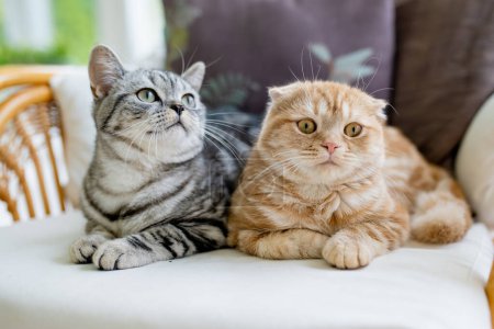 Photo for Red Scottish fold and British shorthair silver tabby cats having rest on a sofa in a living room. Adult domestic cats spending time indoors at home. Family pets at home. - Royalty Free Image