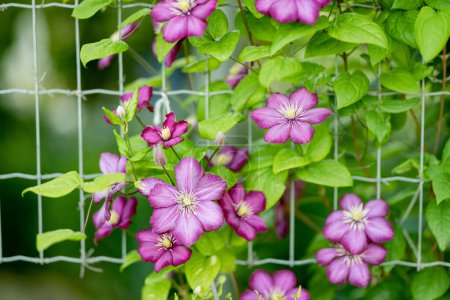 Téléchargez les photos : Floraison clématite violette dans le jardin. Les fleurs fleurissent en été. Beauté dans la nature. - en image libre de droit