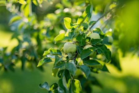 Photo for Ripening apples on apple tree branch on warm summer day. Harvesting ripe fruits in an apple orchard. Growing own fruits and vegetables in a homestead. Gardening and lifestyle of self-sufficiency. - Royalty Free Image