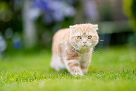 Photo for Young playful red Scottish Fold cat relaxing in the backyard. Gorgeous striped peach cat with yellow eyes having fun outdoors in a garden or a back yard. Family pet at home. - Royalty Free Image