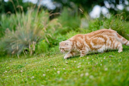 Foto de Joven juguetón rojo escocés Fold gato relajante en el patio trasero. Hermoso gato de melocotón rayado con ojos amarillos que se divierten al aire libre en un jardín o un patio trasero. Mascota familiar en casa. - Imagen libre de derechos