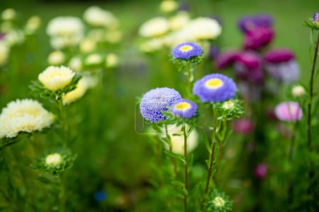 Téléchargez les photos : Fleurs d'aster violet, rose et blanc sur un fond vert flou. Saison estivale. Fleurs décoratives. - en image libre de droit