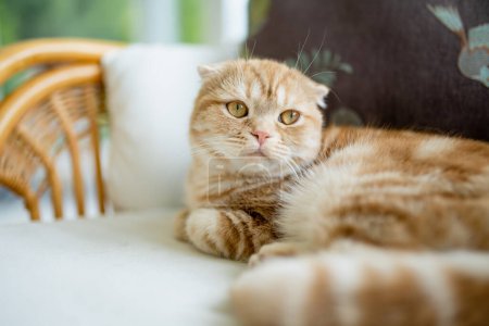 Rote schottische Faltkatze beim Ausruhen auf einem Sofa im Wohnzimmer. Erwachsene Hauskatzen verbringen ihre Zeit zu Hause. Familienhaustier zu Hause.