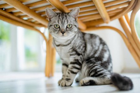 Téléchargez les photos : British short air silver tabby cat dans un salon. Chat domestique adulte passant du temps à l'intérieur à la maison. Animaux de compagnie famille à la maison. - en image libre de droit
