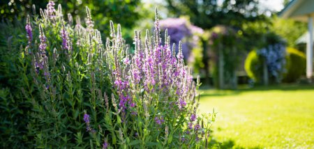 Téléchargez les photos : Purple loosestrife flowers blossoming in the garden on sunny summer day. Lythrum tomentosum or spiked loosestrife on a flower bed outdoors. - en image libre de droit