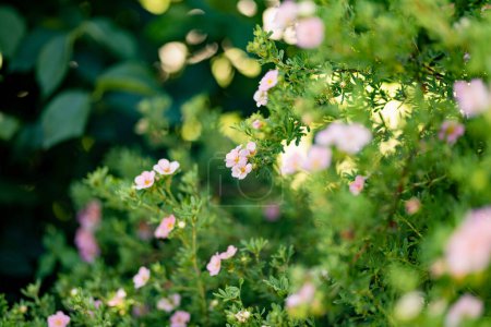 Rosafarbener Strauchfingerkraut (Pentaphylloides fruticosa) blüht an Sommertagen im Garten. Schönheit in der Natur.