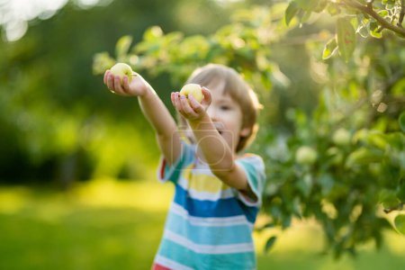 Photo for Cute toddler boy helping to harvest apples in apple tree orchard in summer day. Child picking fruits in a garden. Fresh healthy food for kids. Family nutrition in summer. - Royalty Free Image