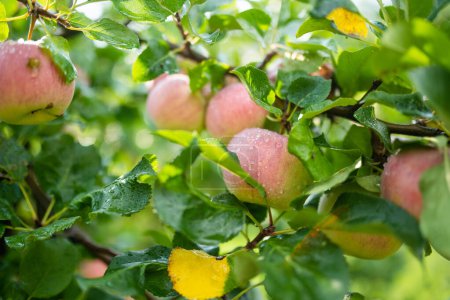 Foto de Maduración de manzanas en la rama del manzano en el cálido día de verano. Cosechando frutas maduras en un huerto de manzanas. Cultivar frutas y verduras propias en una granja. Jardinería y estilo de vida de autosuficiencia. - Imagen libre de derechos