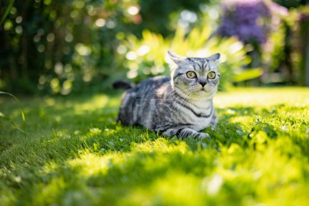 Téléchargez les photos : Jeune chat argenté à poil court britannique ludique se détendant dans la cour arrière. Superbe chat bleu-gris aux yeux jaunes s'amusant à l'extérieur dans un jardin ou une arrière-cour. Animaux de compagnie famille à la maison. - en image libre de droit