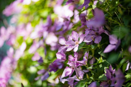 Foto de Flowering purple clematis in the garden. Flowers blossoming in summer. Beauty in nature. - Imagen libre de derechos