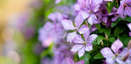 Foto de Flor clematis púrpura en el jardín. Flores que florecen en verano. Belleza en la naturaleza. - Imagen libre de derechos