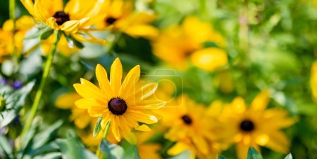 Bright yellow flowers of rudbeckia, commonly known as coneflowers or black eyed susans, in a sunny summer garden. Rudbeckia fulgida or perennial coneflower blossoming outdoors. Rudbeckia hirta Maya.