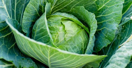 Fresh organic cabbage head growing in the garden. Growing own fruits and vegetables in a homestead. Gardening and lifestyle of self-sufficiency.