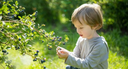 Téléchargez les photos : Joli petit garçon cueillant des baies fraîches sur la ferme de myrtilles biologiques lors d'une journée d'été chaude et ensoleillée. Aliments biologiques frais et sains pour les jeunes enfants. Activités familiales en été. - en image libre de droit