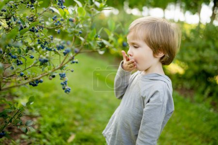 Photo for Cute little boy picking fresh berries on organic blueberry farm on warm and sunny summer day. Fresh healthy organic food for small kids. Family activities in summer. - Royalty Free Image
