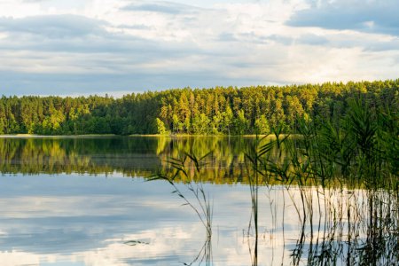 Téléchargez les photos : Vue panoramique de la péninsule de Sciuro Ragas, séparant les lacs White Lakajai et Black Lakajai. Paysage pittoresque des lacs et des forêts du parc régional de Labanoras. Beauté naturelle de la Lituanie. - en image libre de droit