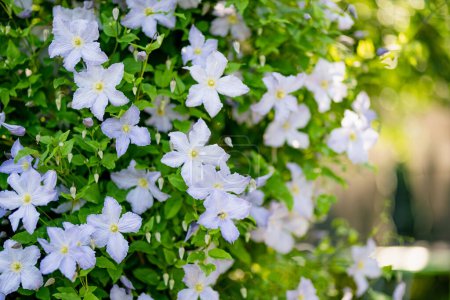 Téléchargez les photos : Floraison clématite violette dans le jardin. Les fleurs fleurissent en été. Beauté dans la nature. - en image libre de droit
