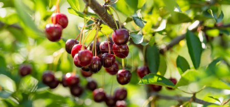 Photo for Ripening cherry fruits hanging on a cherry tree branch. Harvesting berries in cherry orchard on sunny summer day. - Royalty Free Image