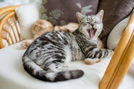 British shorthair silver tabby cat in a living room. Adult domestic cat spending time indoors at home. Family pet at home.
