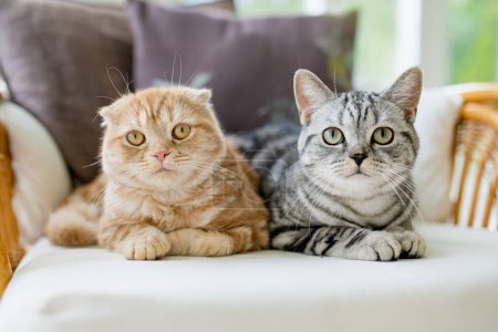 Red Scottish fold and British shorthair silver tabby cats having rest on a sofa in a living room. Adult domestic cats spending time indoors at home. Family pets at home.