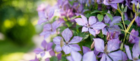 Téléchargez les photos : Flowering purple clematis in the garden. Flowers blossoming in summer. Beauty in nature. - en image libre de droit