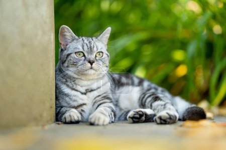 Téléchargez les photos : Jeune chat argenté à poil court britannique ludique se détendant dans la cour arrière. Superbe chat bleu-gris aux yeux jaunes s'amusant à l'extérieur dans un jardin ou une arrière-cour. Animaux de compagnie famille à la maison. - en image libre de droit