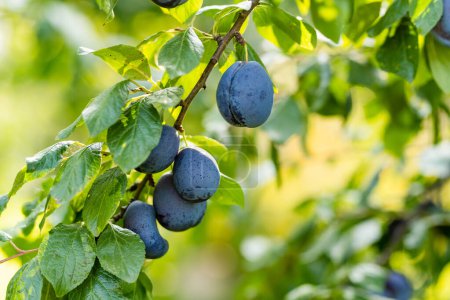 Téléchargez les photos : Prunes violettes sur une branche d'arbre dans le verger. Récolte de fruits mûrs le jour d'automne. Cultiver ses propres fruits et légumes dans une ferme. Jardinage et mode de vie d'autosuffisance. - en image libre de droit