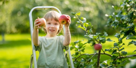 Foto de Lindo niño ayudando a cosechar manzanas en el huerto de manzanos en el día de verano. Niño recogiendo frutas en un jardín. Comida fresca y saludable para niños. Nutrición familiar en verano. - Imagen libre de derechos