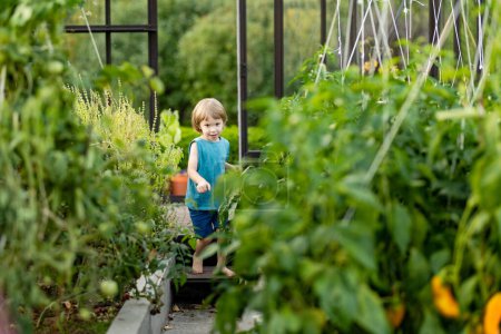 Photo for Cute toddler boy having fun in a greenhouse on sunny summer day. Child helping with daily chores. Gardening activity for kids. - Royalty Free Image
