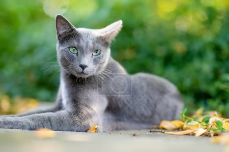 Photo for Young playful Russian Blue cat relaxing in the backyard. Gorgeous blue-gray cat with green eyes having fun outdoors in a garden or a back yard. Family pet at home. - Royalty Free Image