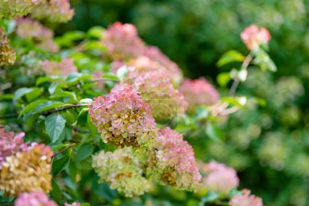 Zartrosa Blüten von Hortensien Arborescens, die im Sommer von der tief stehenden Abendsonne beleuchtet werden. Hortensien blühen im Sommergarten. Schönheit in der Natur.